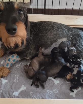 Cuccioli Bassotto nano
