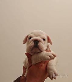 Cucciola di bulldog inglese