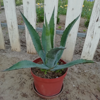 Pianta grassa Agave