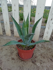 Pianta grassa Agave