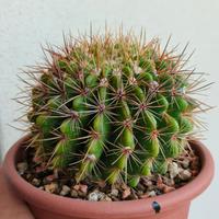 Notocactus Herteri vaso 13 fiore rosa scuro