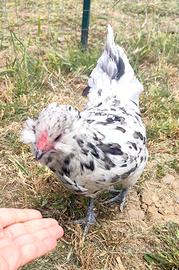 Pulcini Ameraucana