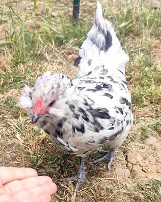 Pulcini Ameraucana