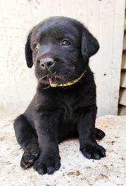 Labrador retriever