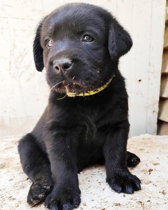 Labrador retriever