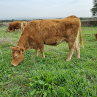 Torelli e Vacche Limousine Bio