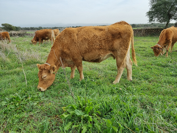 Torelli e Vacche Limousine Bio