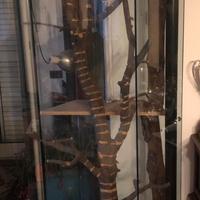 Terrario teca vetrina iguana serpenti