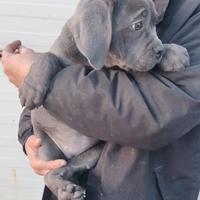 Cane corso