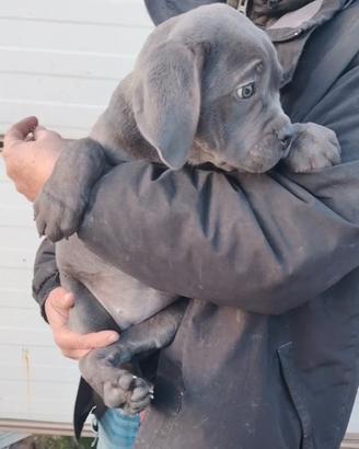 Cane corso