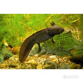 Axolotl