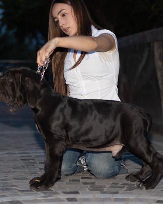 Mastino Napoletano