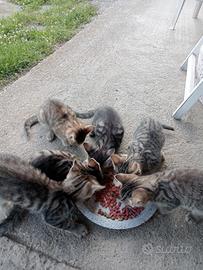 Gattini 2 mesi