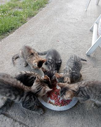 Gattini 2 mesi