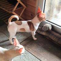 Cuccioli di Chihuahua