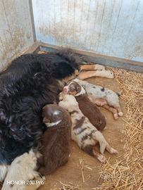 Cuccioli di Australian shepherd