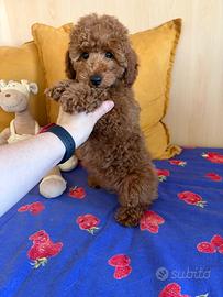 Barboncino taglia piccola