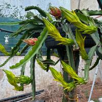 Pianta grassa Pitaya, Dragon Fruit