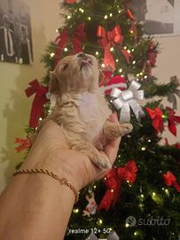 Maltipoo femmina pronta x il 20 genn