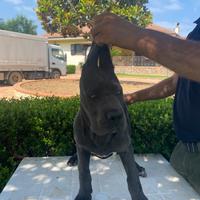Cucciolo cane corso