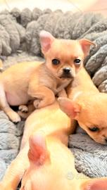 Cuccioli di chihuahua