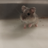 Orsetti russi / criceti