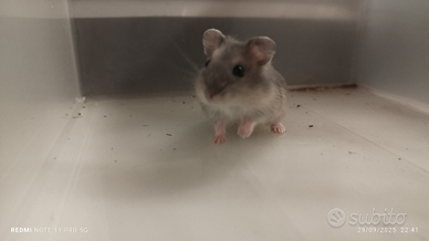 Orsetti russi / criceti