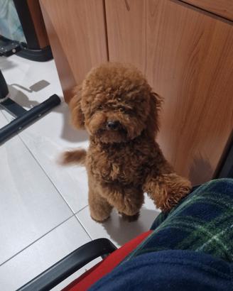 Barboncino toy red