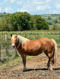 Haflinger cavallo