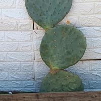 fico d'india opuntia robusta pala tonda 