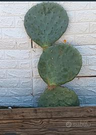 fico d'india opuntia robusta pala tonda 