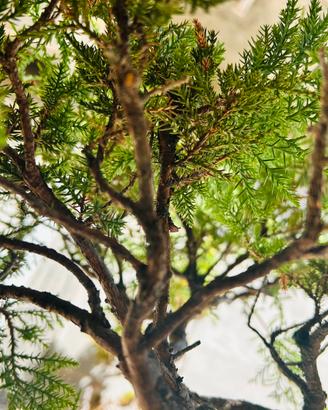 Prebonsai ginepro