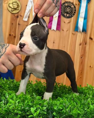 American pitbull terrier