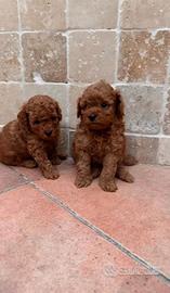 Barboncino toy red