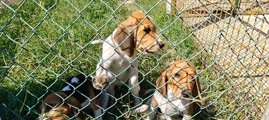 Cuccioli beagle
