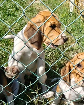 Cuccioli beagle