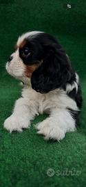 Cavalier king maschietto pedegree enci