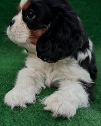 Cavalier king maschietto pedegree enci