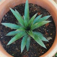 piante d'ananas