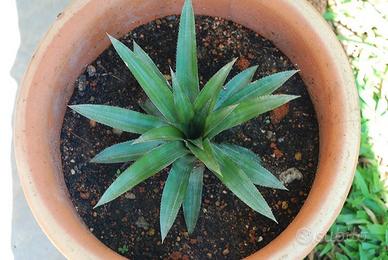 piante d'ananas