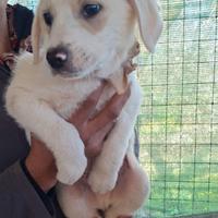 Cucciolo in adozione