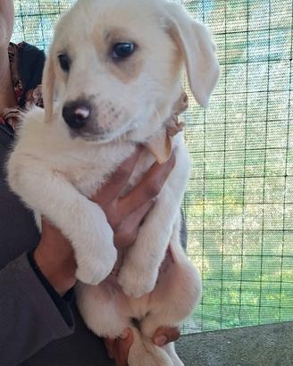 Cucciolo in adozione