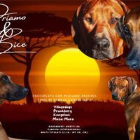 Cuccioli rhodesian Ridgeback