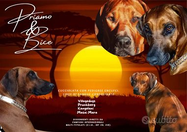 Cuccioli rhodesian Ridgeback