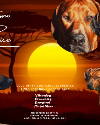 Cuccioli rhodesian Ridgeback