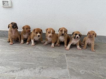 Pitbull