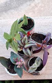 5 piante di tradescandia 