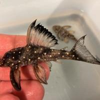 Hypancistrus L501