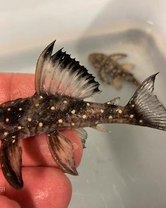 Hypancistrus L501