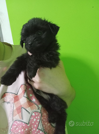 Cuccioli taglia piccola